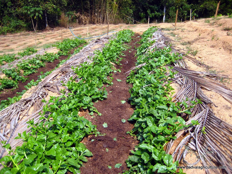 PADVAL AGRICULTURE AND FARM ENTERPRISES Technique of Growing Indian